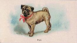 1911 Imperial Tobacco Fowls, Pigeons, & Dogs (C54) #40 Pug Front