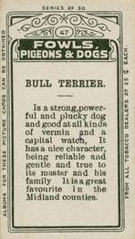 1911 Imperial Tobacco Fowls, Pigeons, & Dogs (C54) #47 Bull Terrier Back