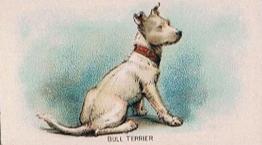 1911 Imperial Tobacco Fowls, Pigeons, & Dogs (C54) #47 Bull Terrier Front