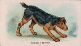 1911 Imperial Tobacco Fowls, Pigeons, & Dogs (C54) #50 Airedale Terrier Front