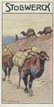 1910 Stollwerck Album 11 Gruppe 461 Camels and Reindeer #2 Zweihöekeriges Front