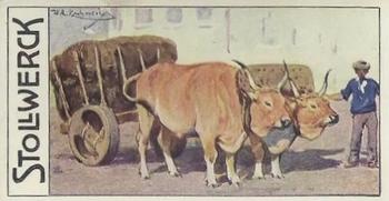 1910 Stollwerck Album 11 Gruppe 462 Cattle #3 Portugiesisches Front