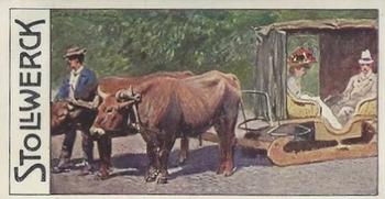 1910 Stollwerck Album 11 Gruppe 462 Cattle #4 Madcira-Ochsen Front