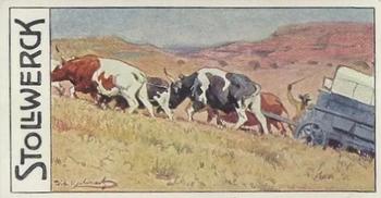 1910 Stollwerck Album 11 Gruppe 462 Cattle #5 Südafrikaaniseher Front