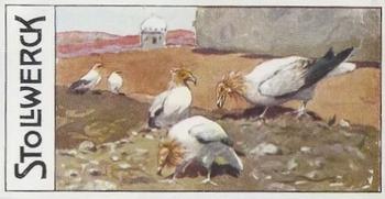 1910 Stollwerck Album 11 Gruppe  Birds of Prey and Parrots #5 Schmutzgeier Front