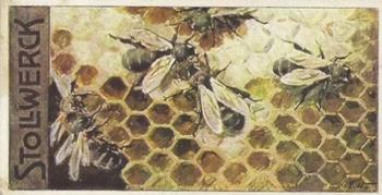 1910 Stollwerck Album 11 Gruppe 475 #2 Bienen Front