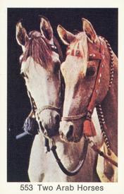 1974 Samlarsaker Popbilder (Swedish) #553 Two Arab Horses Front
