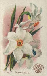 1895 Arm & Hammer Beautiful Flowers (J16 Small) #40 Narcissus Front