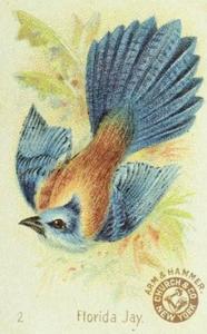 1898 Church & Co. Beautiful Birds (J2 Small) #2 Florida Jay Front