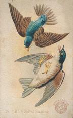1898 Church & Co. Beautiful Birds (J2 Small) #26 White Bellied Swallow Front