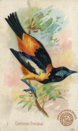 1898 Church & Co. Beautiful Birds (J2 Narrow) #1 Common Troupial Front