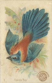 1898 Church & Co. Beautiful Birds (J2 Narrow) #2 Florida Jay Front