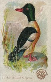 1898 Church & Co. Beautiful Birds (J2 Narrow) #3 Buff Breasted Merganser Front