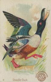 1898 Church & Co. Beautiful Birds (J2 Narrow) #4 Shoveller Duck Front