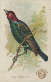 1898 Church & Co. Beautiful Birds (J2 Narrow) #7 Brewers Black Bird Front