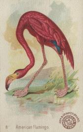 1898 Church & Co. Beautiful Birds (J2 Narrow) #8 American Flamingo Front