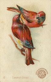 1898 Church & Co. Beautiful Birds (J2 Narrow) #12 Common Linnet Front