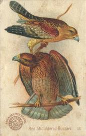 1898 Church & Co. Beautiful Birds (J2 Narrow) #14 Red Shouldered Buzzard Front