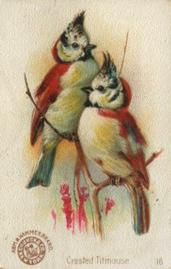 1898 Church & Co. Beautiful Birds (J2 Narrow) #16 Crested Titmouse Front