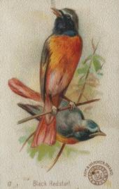 1898 Church & Co. Beautiful Birds (J2 Narrow) #17 Black Redstart Front