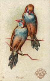 1898 Church & Co. Beautiful Birds (J2 Narrow) #18 Waxbill Front