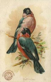 1898 Church & Co. Beautiful Birds (J2 Narrow) #20 Bullfinches Front