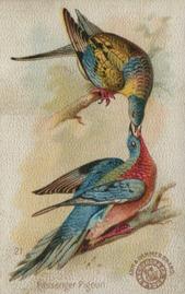 1898 Church & Co. Beautiful Birds (J2 Narrow) #21 Passenger Pigeon Front