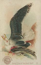 1898 Church & Co. Beautiful Birds (J2 Narrow) #22 Great Black Backed Gull Front