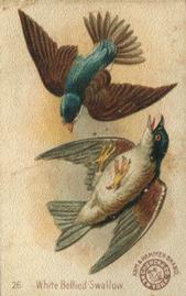 1898 Church & Co. Beautiful Birds (J2 Narrow) #26 White Bellied Swallow Front