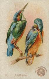 1898 Church & Co. Beautiful Birds (J2 Narrow) #28 Kingfishers Front