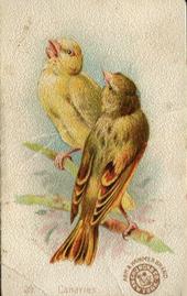 1898 Church & Co. Beautiful Birds (J2 Narrow) #29 Canaries Front