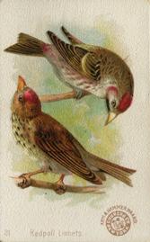 1898 Church & Co. Beautiful Birds (J2 Narrow) #31 Redpoll Linnets Front