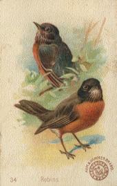 1898 Church & Co. Beautiful Birds (J2 Narrow) #34 Robins Front