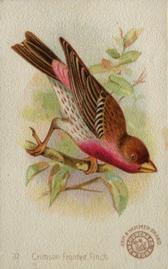 1898 Church & Co. Beautiful Birds (J2 Narrow) #37 Crimson Fronted Finch Front