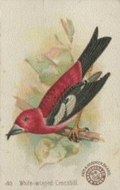 1898 Church & Co. Beautiful Birds (J2 Narrow) #40 White-winged Crossbill Front