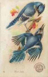 1898 Church & Co. Beautiful Birds (J2 Narrow) #41 Blue Jays Front