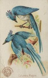 1898 Church & Co. Beautiful Birds (J2 Narrow) #46 Columbia Magpie Front