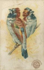 1898 Church & Co. Beautiful Birds (J2 Narrow) #49 Spermestes Front