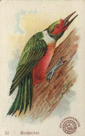 1898 Church & Co. Beautiful Birds (J2 Narrow) #51 Woodpecker Front