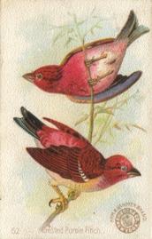 1898 Church & Co. Beautiful Birds (J2 Narrow) #52 Crested Purple Finch Front