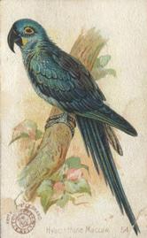 1898 Church & Co. Beautiful Birds (J2 Narrow) #54 Hyacinthine Macaw Front
