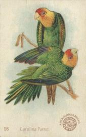 1898 Church & Co. Beautiful Birds (J2 Narrow) #56 Carolina Parrot Front