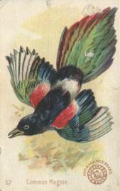 1898 Church & Co. Beautiful Birds (J2 Narrow) #57 Common Magpie Front