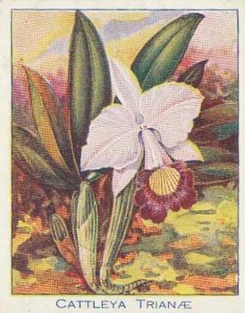 1925 Carreras Orchids (Large) #1 Cattleya Triane Front