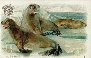 1898 Dwight's Soda Interesting Animals (J10) - Arm & Hammer Interesting Animals #8 Fur Seals Front