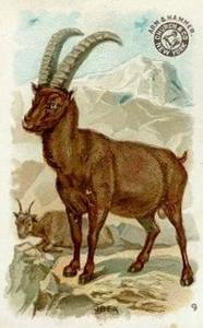 1898 Dwight's Soda Interesting Animals (J10) - Arm & Hammer Interesting Animals #9 Ibex Front