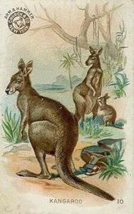 1898 Dwight's Soda Interesting Animals (J10) - Arm & Hammer Interesting Animals #10 Kangaroo Front
