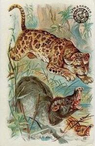 1898 Dwight's Soda Interesting Animals (J10) - Arm & Hammer Interesting Animals #11 Jaguar and Tapir Front