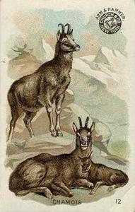 1898 Dwight's Soda Interesting Animals (J10) - Arm & Hammer Interesting Animals #12 Chamois Front
