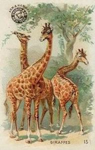 1898 Dwight's Soda Interesting Animals (J10) - Arm & Hammer Interesting Animals #15 Giraffes Front